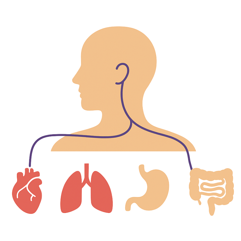 Schéma du nerf vague